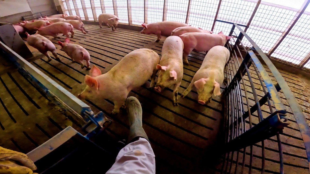 The Pigs Tried to Escape