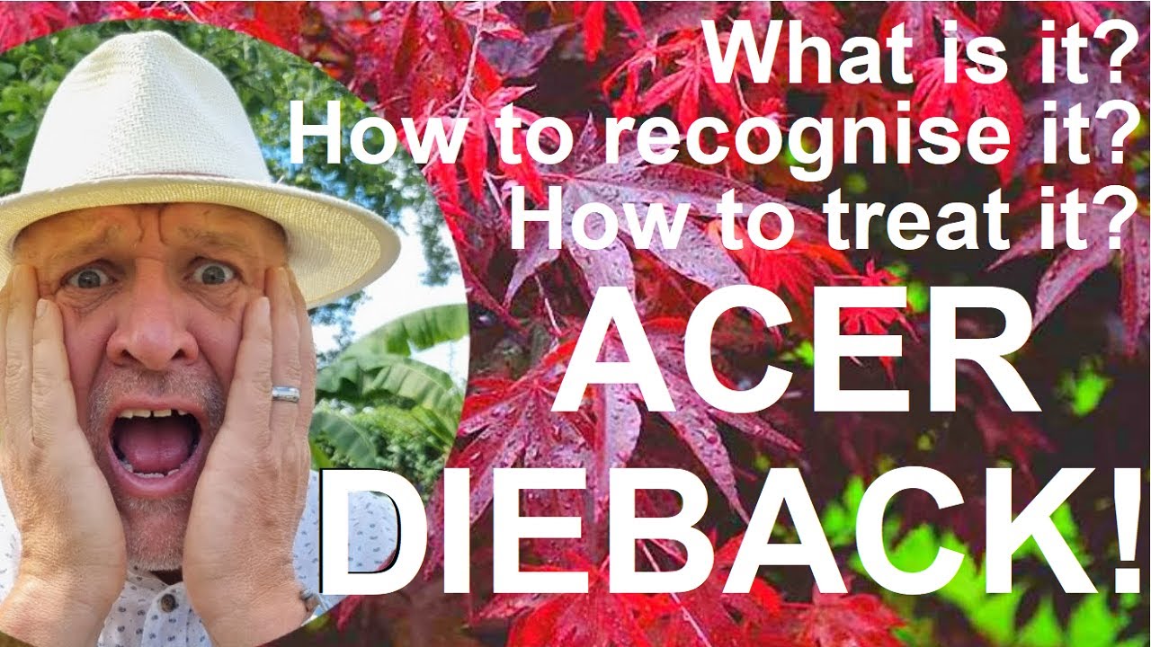 What is Acer Dieback, how to recognise Acer Dieback, How to Treat Acer Dieback and its Causes?