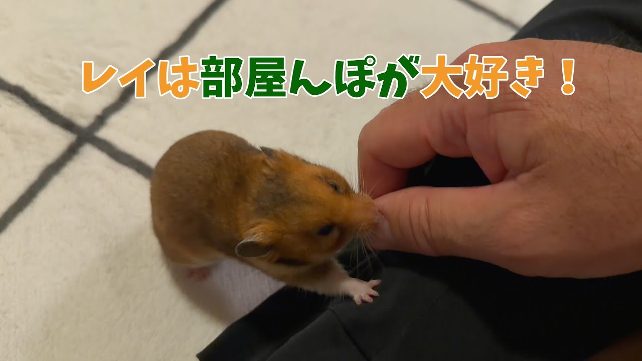 【ハムスター部屋紹介】レイのひとり運動会