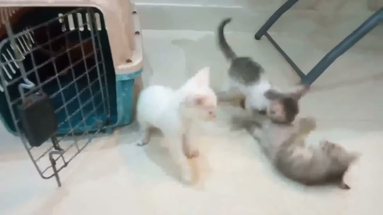 Orphan Kitten Went To Sleep After Bottle Feeding But His Siblings Fighting Love 4 Pets is live