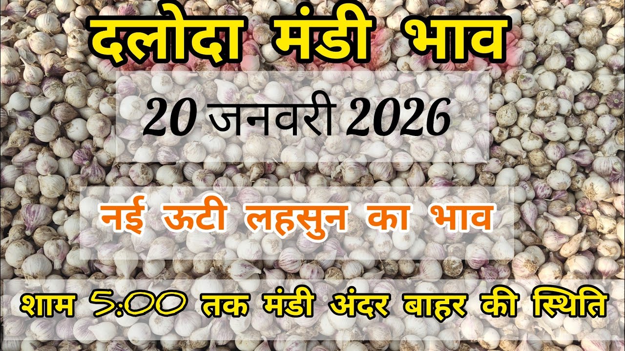 आज 20 जनवरी 2026 दलोदा मंडी नई लहसुन का भाव 5 बजे तक मंडी अंदर और बाहर की स्थिति जानिए nai lahsun