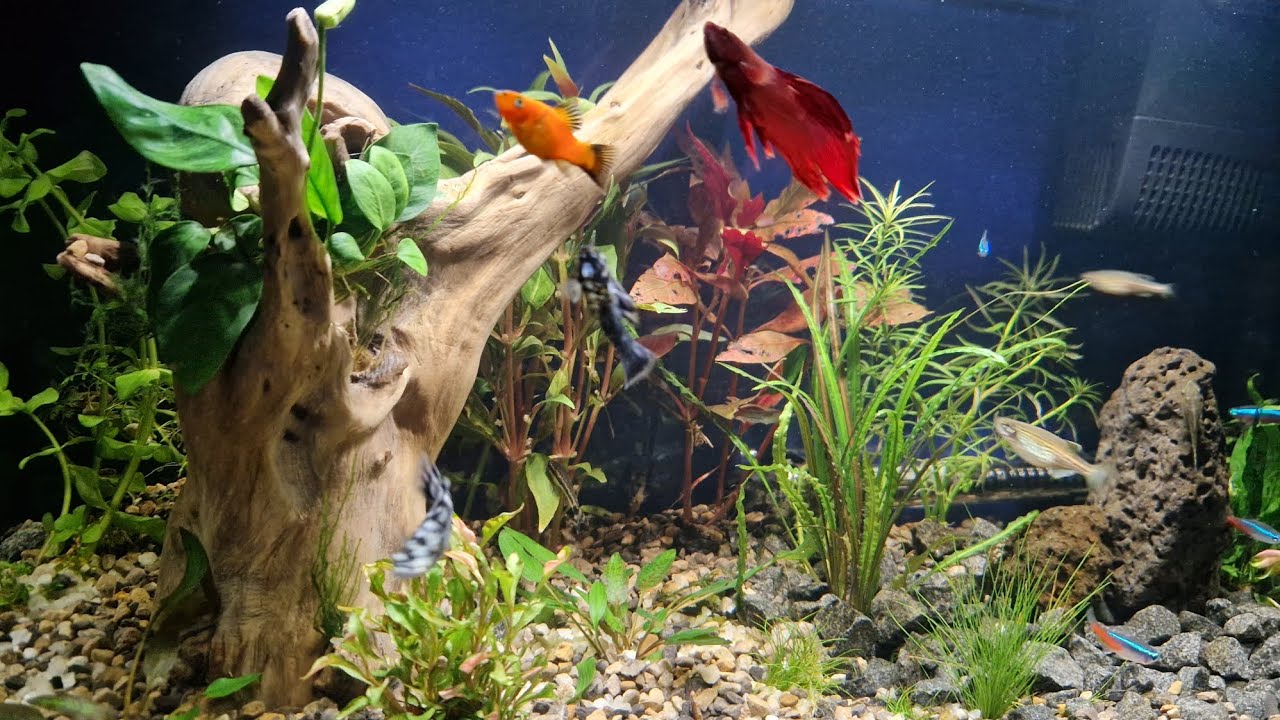 Moje pierwsze akwarium. Błędy początkującego Akwarysty amatora. pogadanka.