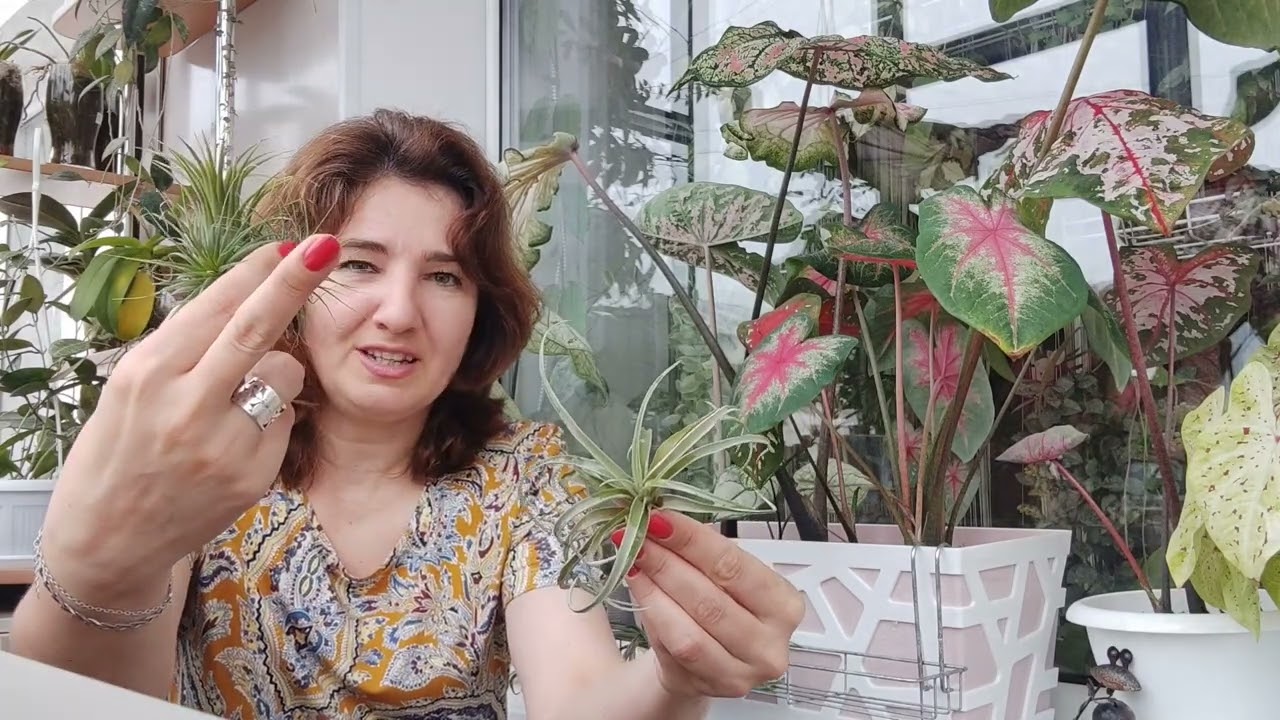 Тилландсии атмосферные. Как мы нашли общий язык. Выжило 5 из 11.