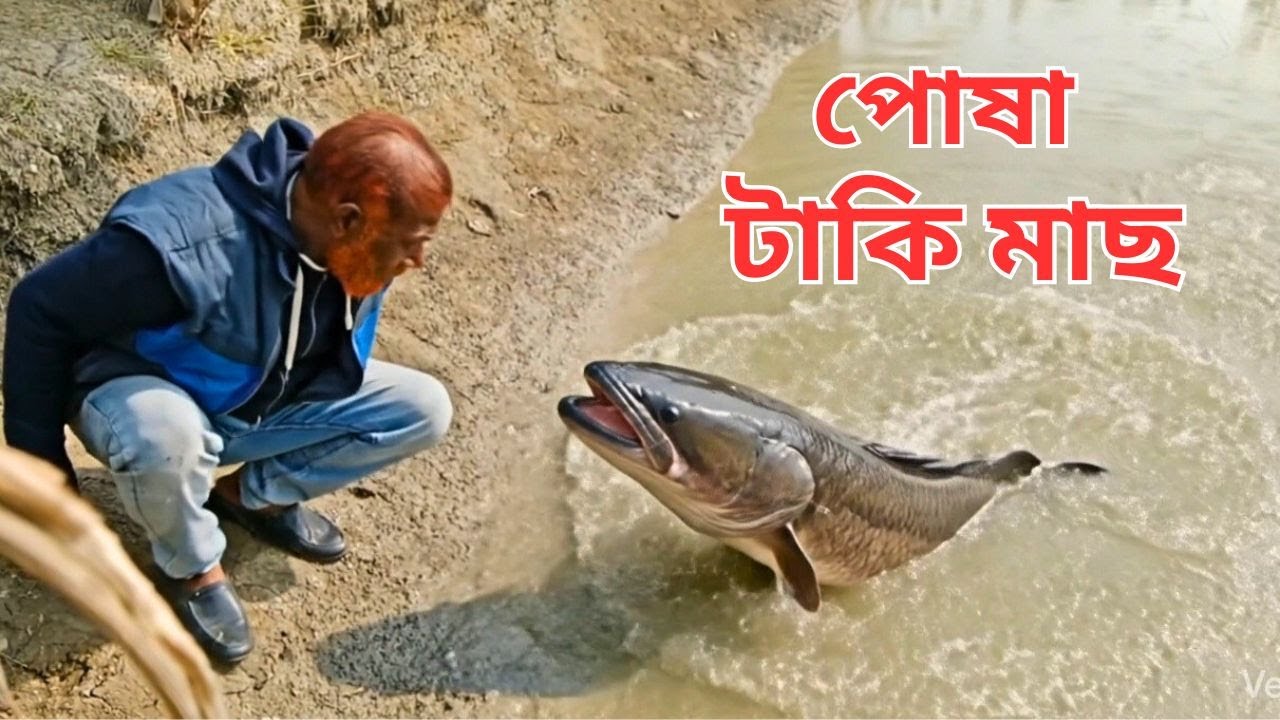 Big Fish - Pet Fish - Taki Fish - Fish Videos - C v bTv
