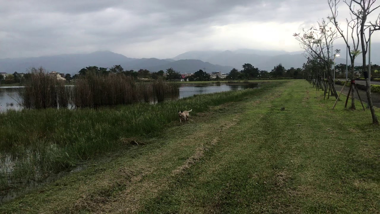 20191213台灣犬-水中狩獵奇景