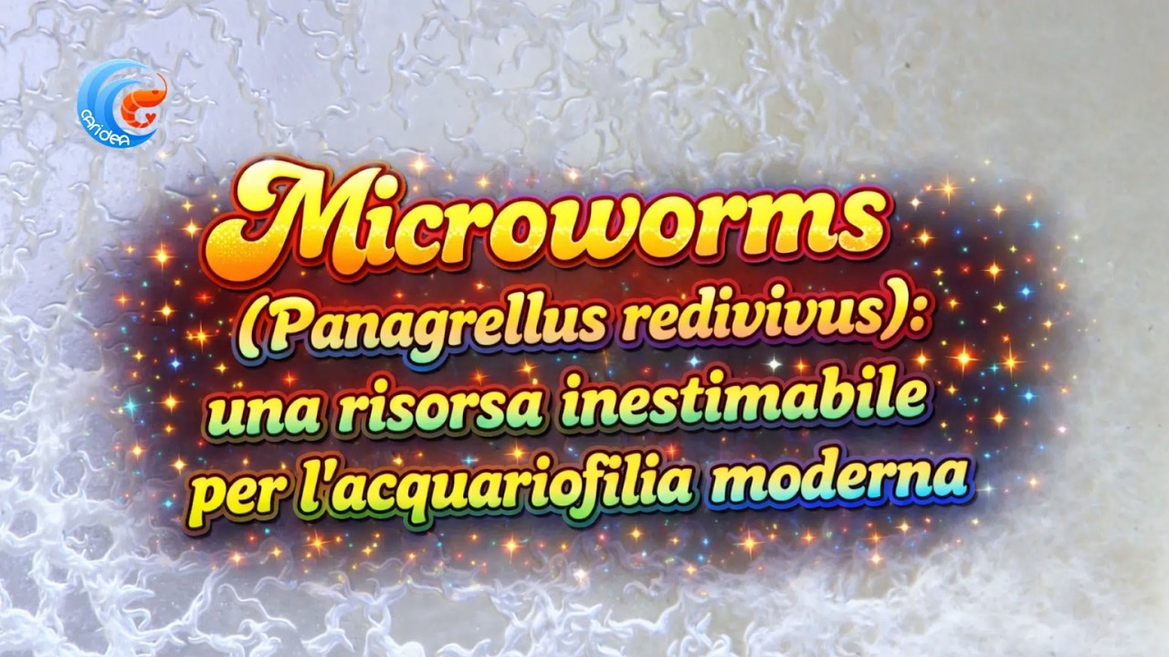 MICROWORMS (PANAGRELLUS REDIVIVUS): UNA RISORSA INESTIMABILE PER L'ACQUARIOFILIA MODERNA.