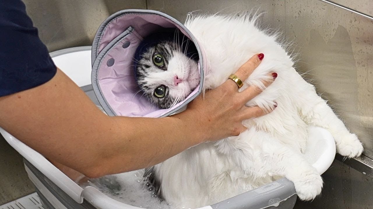 This Domestic Longhair Cat Really Cracked Me the Hell Up 😂