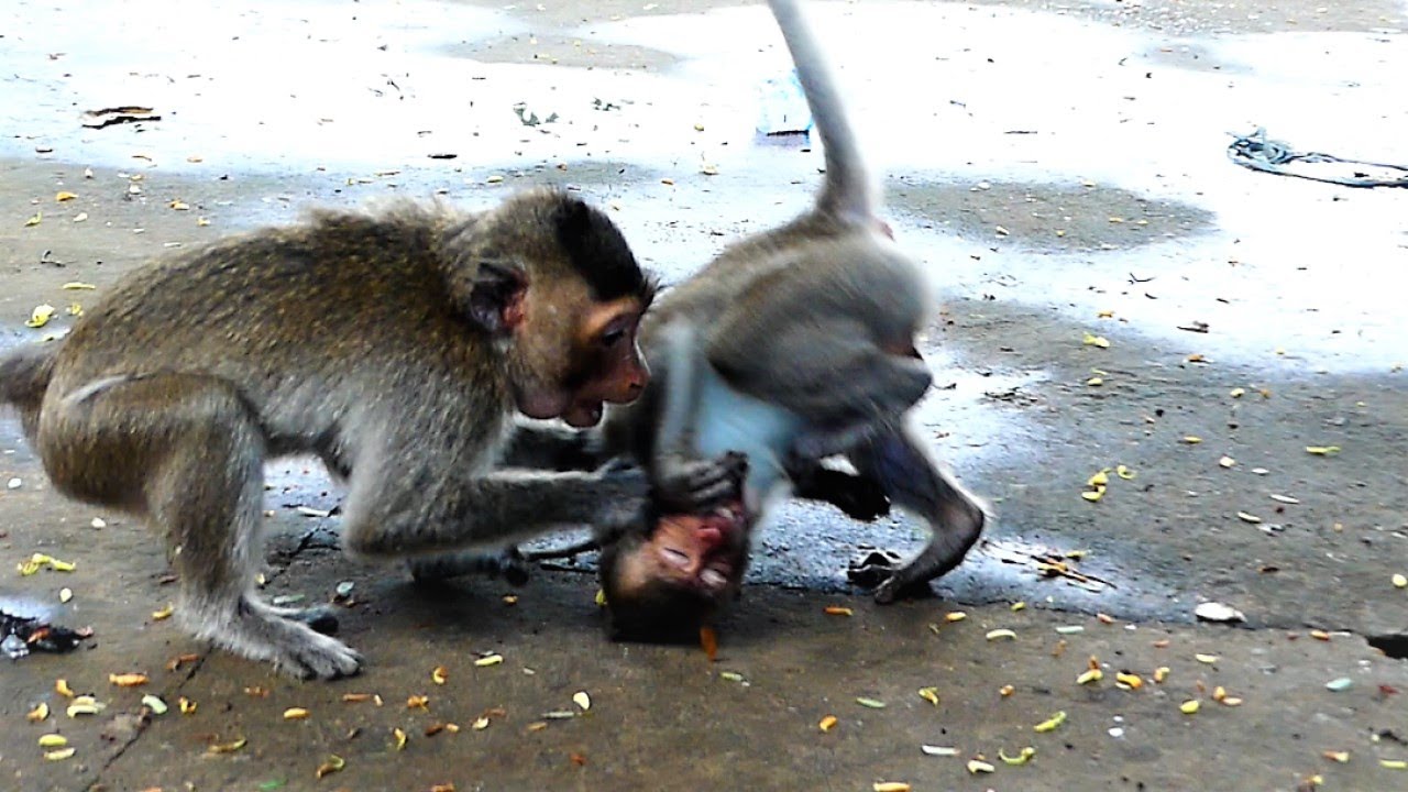 Trillion Pity To See Poor Mother Monkey And Her Child Horribly Warned By Big Male Monkey