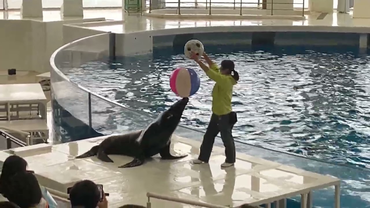 アクアワールド大洗水族館イルカアシカオーシャンライブ