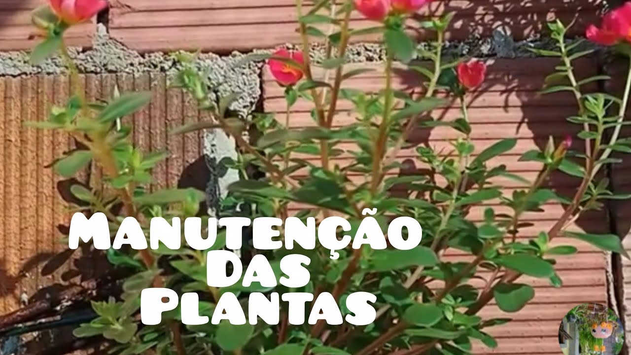 Na constante manutenção das plantas