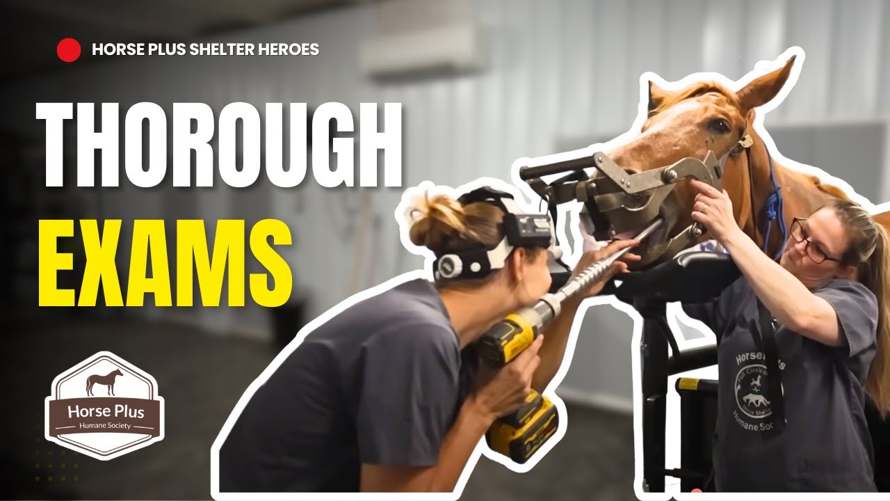 Thorough Exams | Horse Shelter Heroes - S6 E16