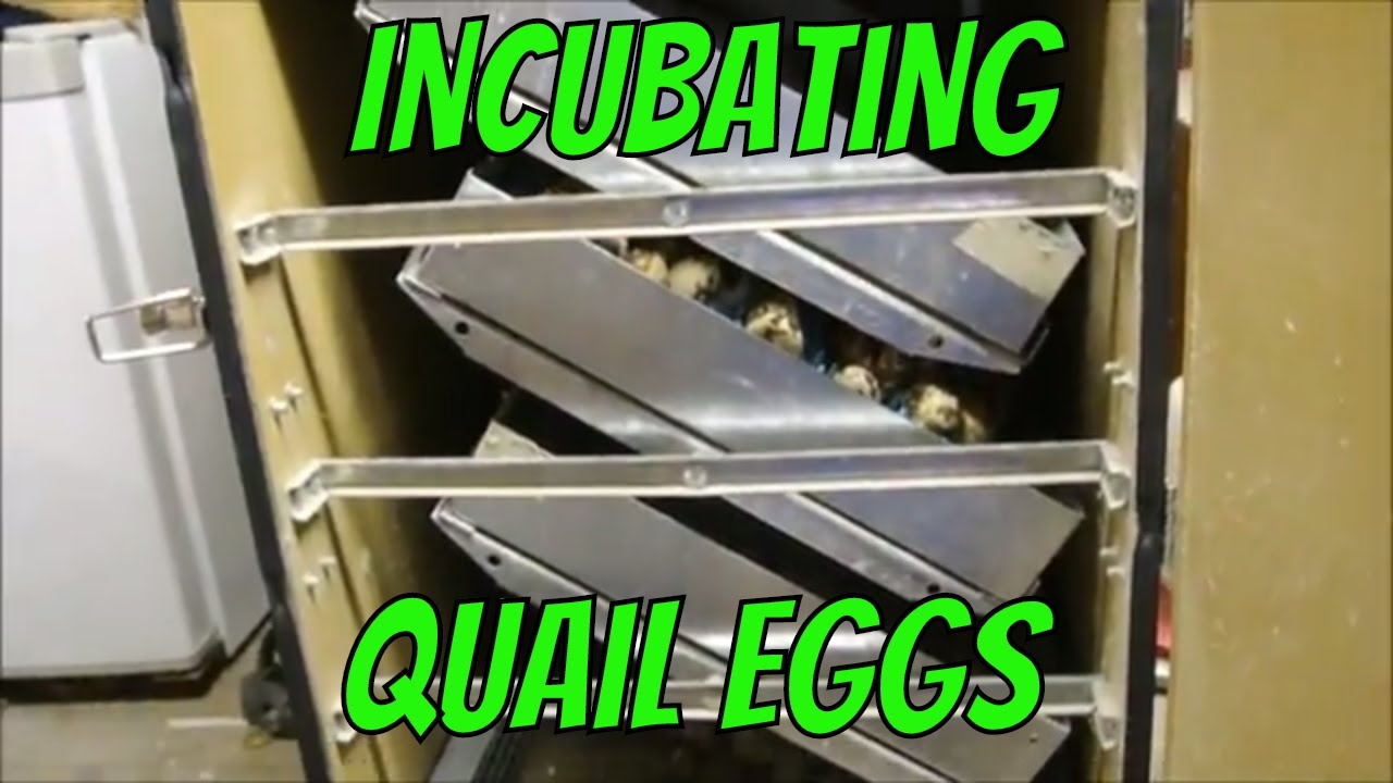 Incubating Quail Eggs
