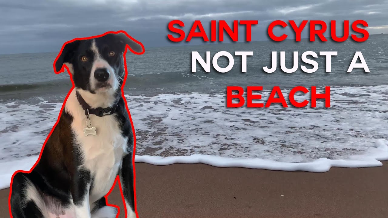 St Cyrus Beach Adventures with Chancer and  A 5 Mile Walk