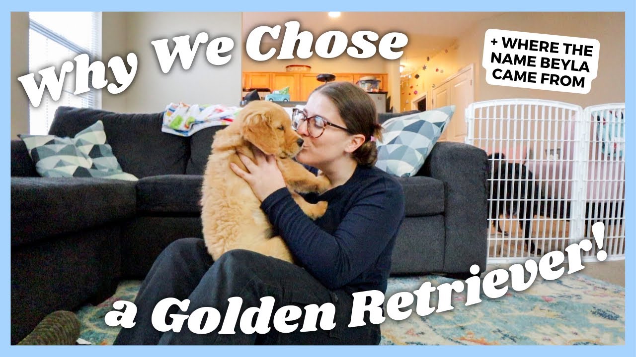 Why We Chose a Golden Retriever Puppy & How We Chose the Name BEYLA!! Beyla's Background Video 💛