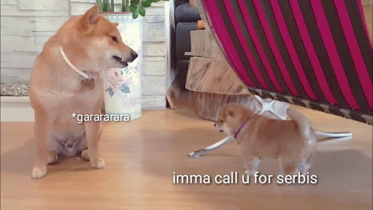 Shiro still baccfires. Shiba Inu puppies (with captions)
