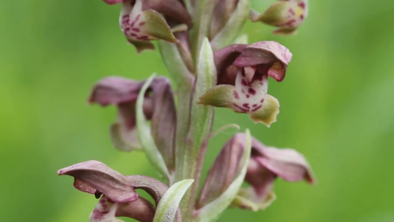 Anacamptis coriophora