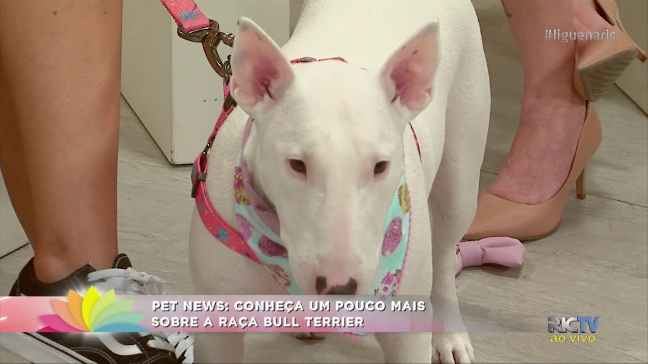 Conheça um pouco mais sobre os cães da raça bull terrier
