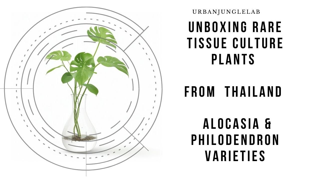 Unboxing Rare Tissue Culture Plants from Thailand | Alocasia & Philodendron Varieties