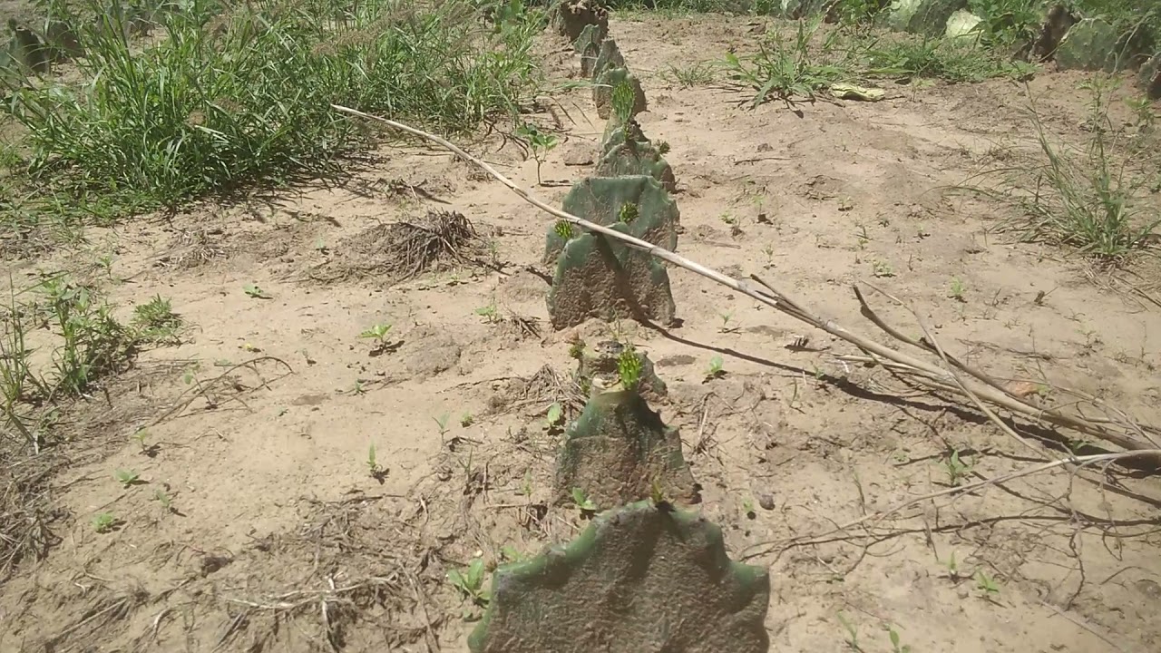 Palma forrageira plantado em época de chuvas na região do SERIDÓ RN