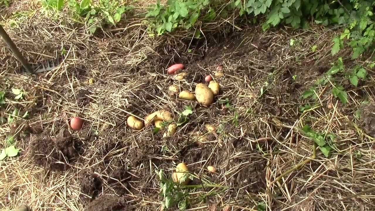 Pommes de terre sous paille