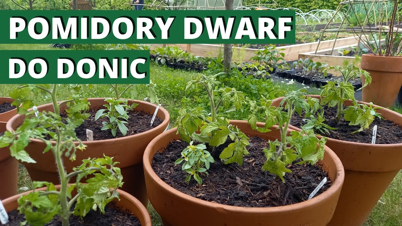 Pomidory Dwarf do donic. Pomidory karłowe.