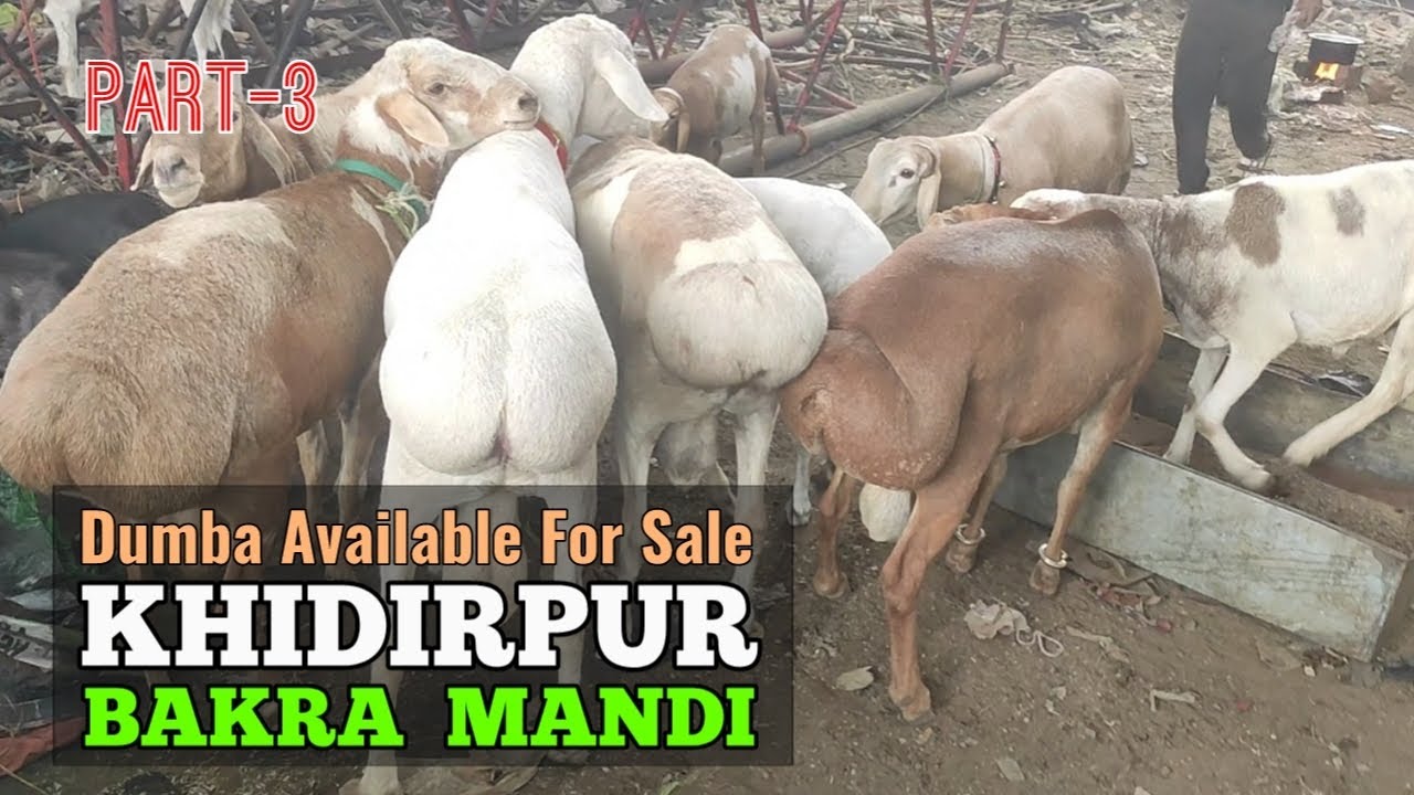 Khidirpur Bakra Mandi 2024 | Part - 3 | Dumba For Sale | #bakridspecial #goatmarket #dumba #sheep