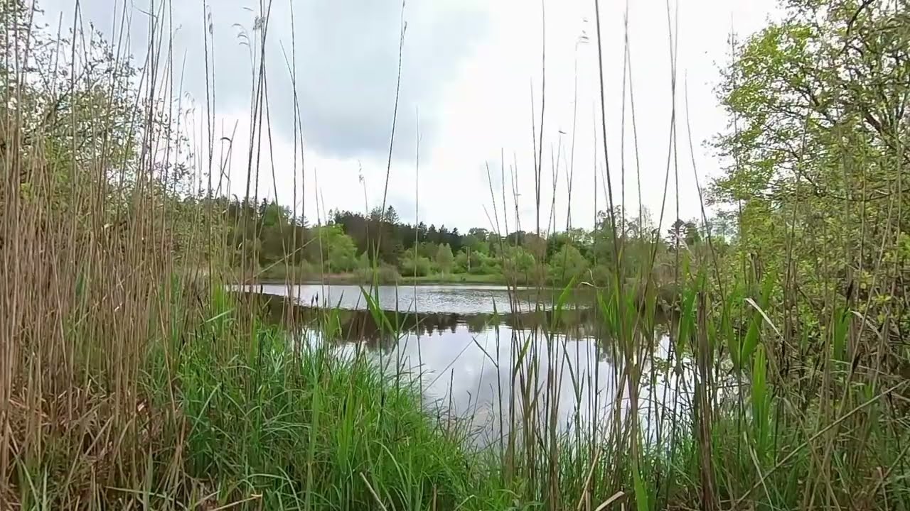 Wildweiher - Illnau Teil 4