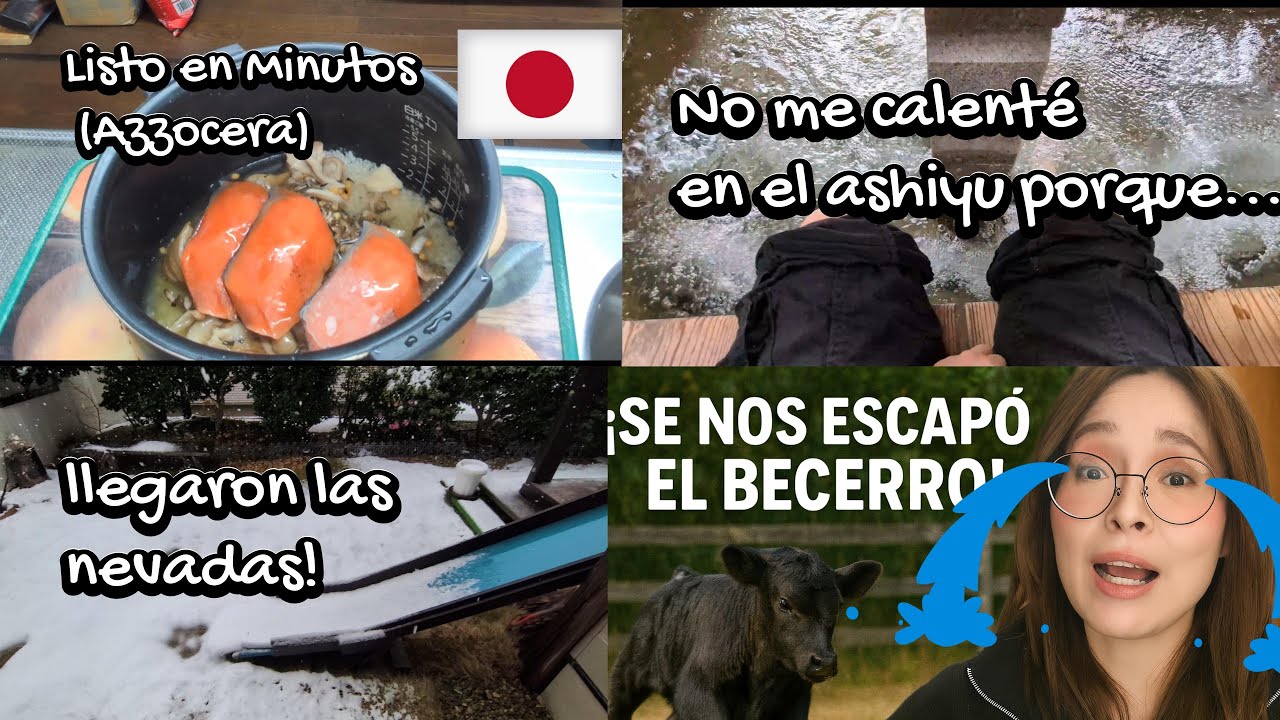 Pánico en segundos: un  becerro escapó+“Hoy es un gasto  mañana un futuro+receta facil en arrocera .