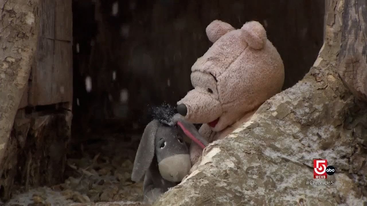 How Winnie the Pooh came to have a home in Massachusetts