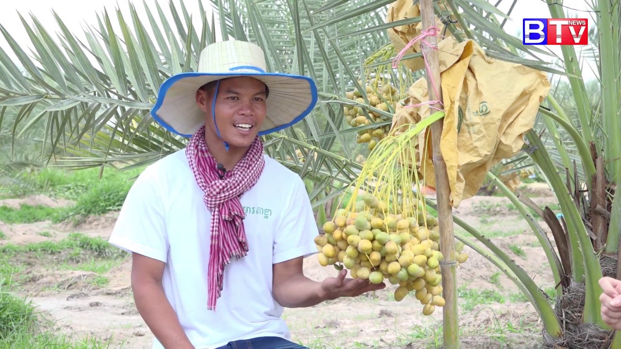 AGRICULTURE/កម្មវិធី កសិកម្ម : បច្ចេកទេសដាំដំណាំល្ម៉ើ និងការថែទាំ / Date Palm Eps. 05/6