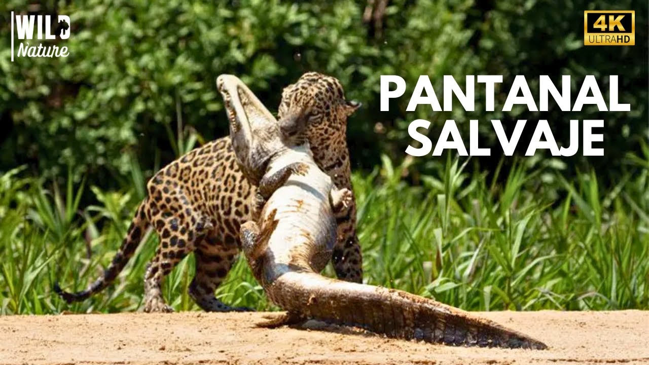 SECRETOS DEL PANTANAL - Donde la Vida Enfrenta Sus Mayores Desaf&iacute;os | Documental Animal