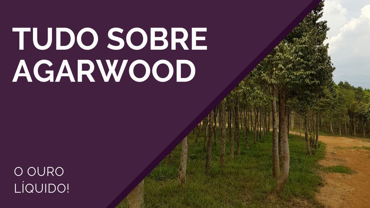 AGARWOOD (OUD) | A JOIA PERFUMADA DO ORIENTE