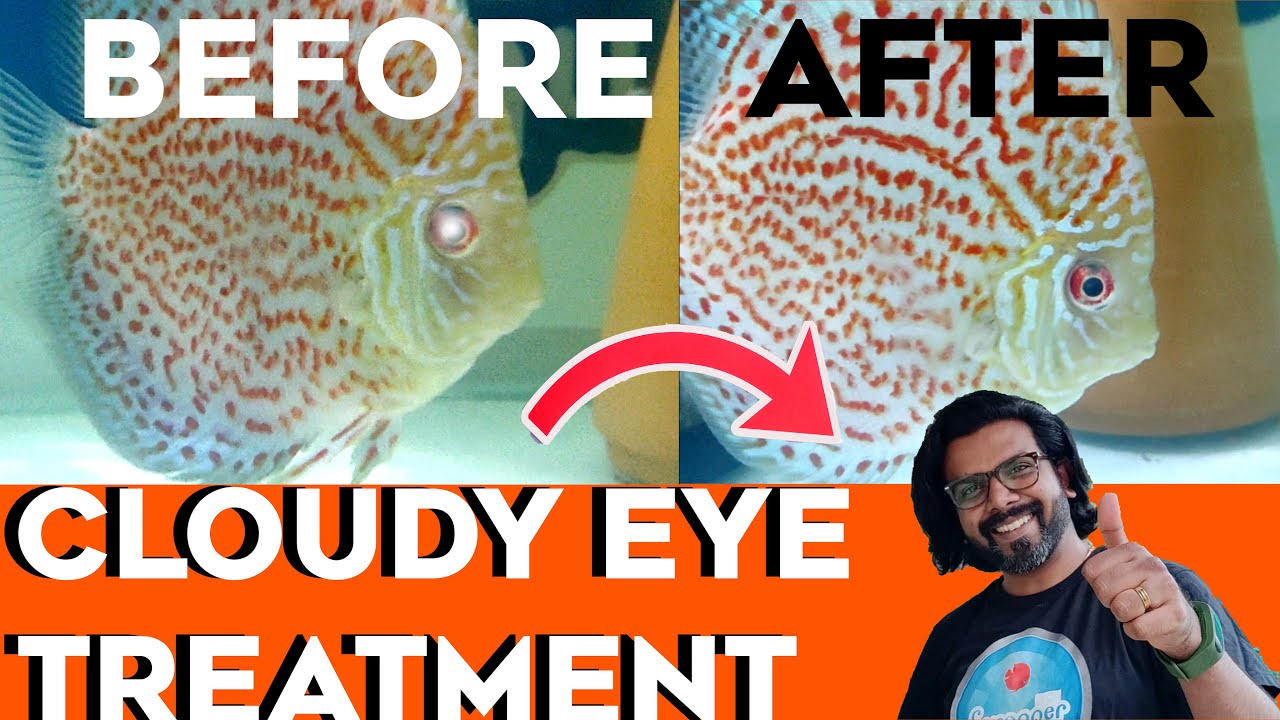 Cloudy Eyes Fish treatment || Fish Eye Disease || Discus Fish Care