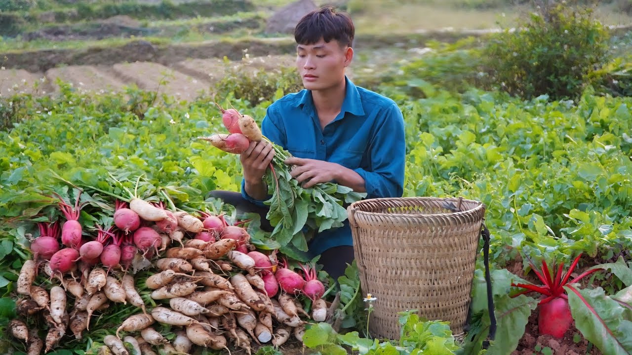 Harvest radishes, Cassava root, Bring it to the market to sell