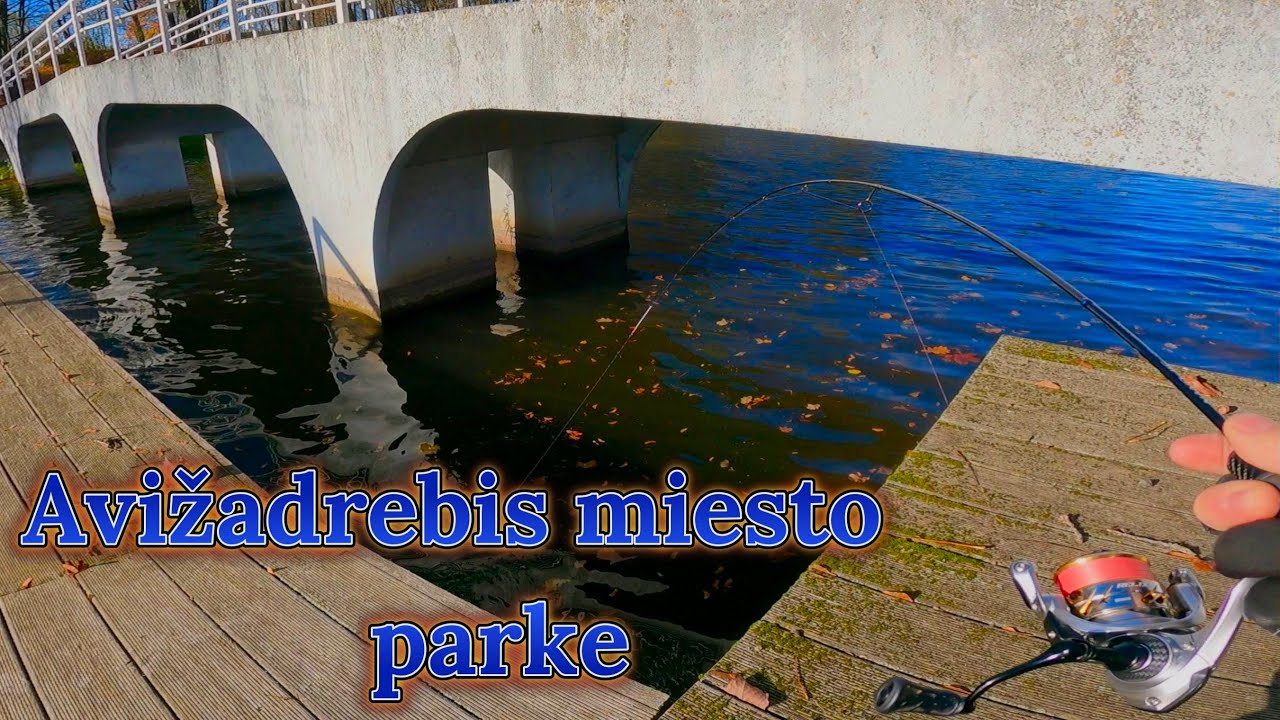AVIŽADREBIS MIESTO PARKE. VA ČIA,TAI KIBIMAI.