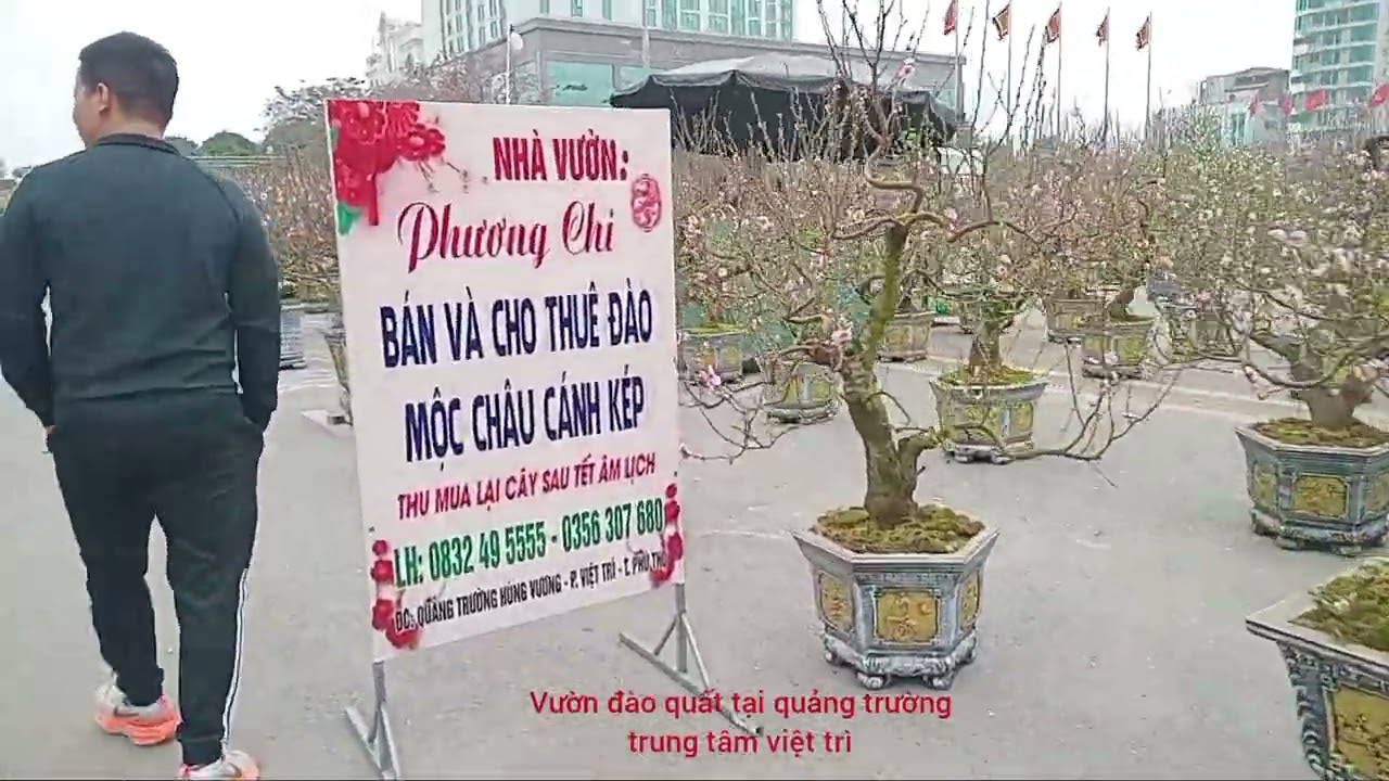 Hoa đào .quất tại việt trì - phú thọ 22 / 2026