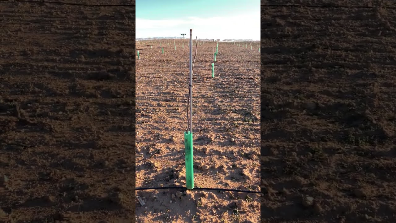 Esto busca sol y agua je 🌳🌳🚜