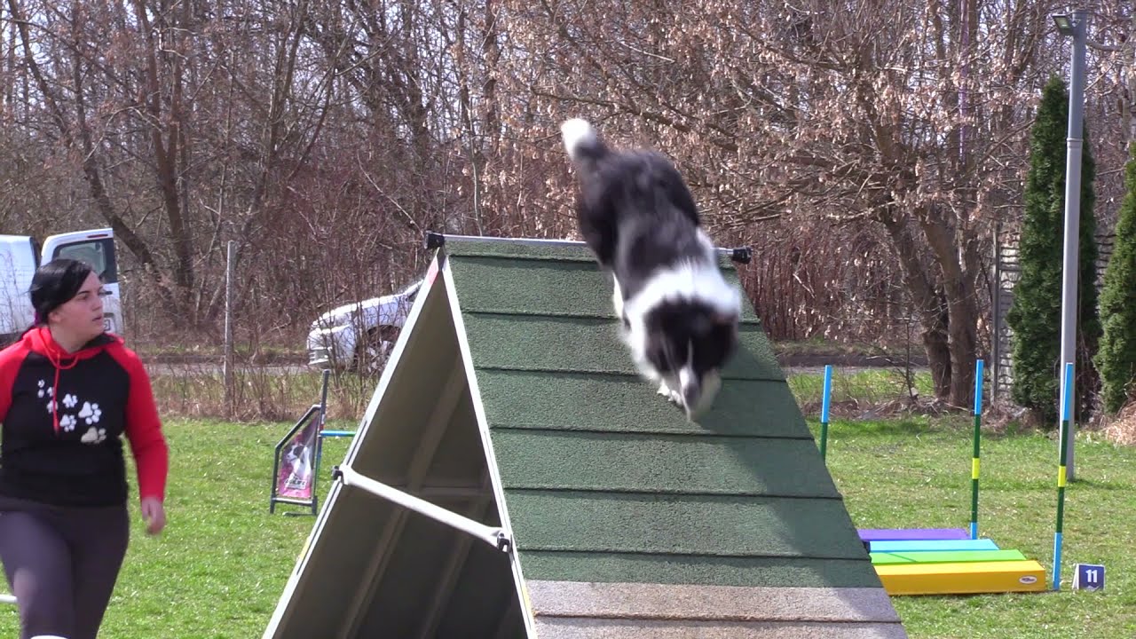 Zawody Agility w Czeladzi 10.04.2021