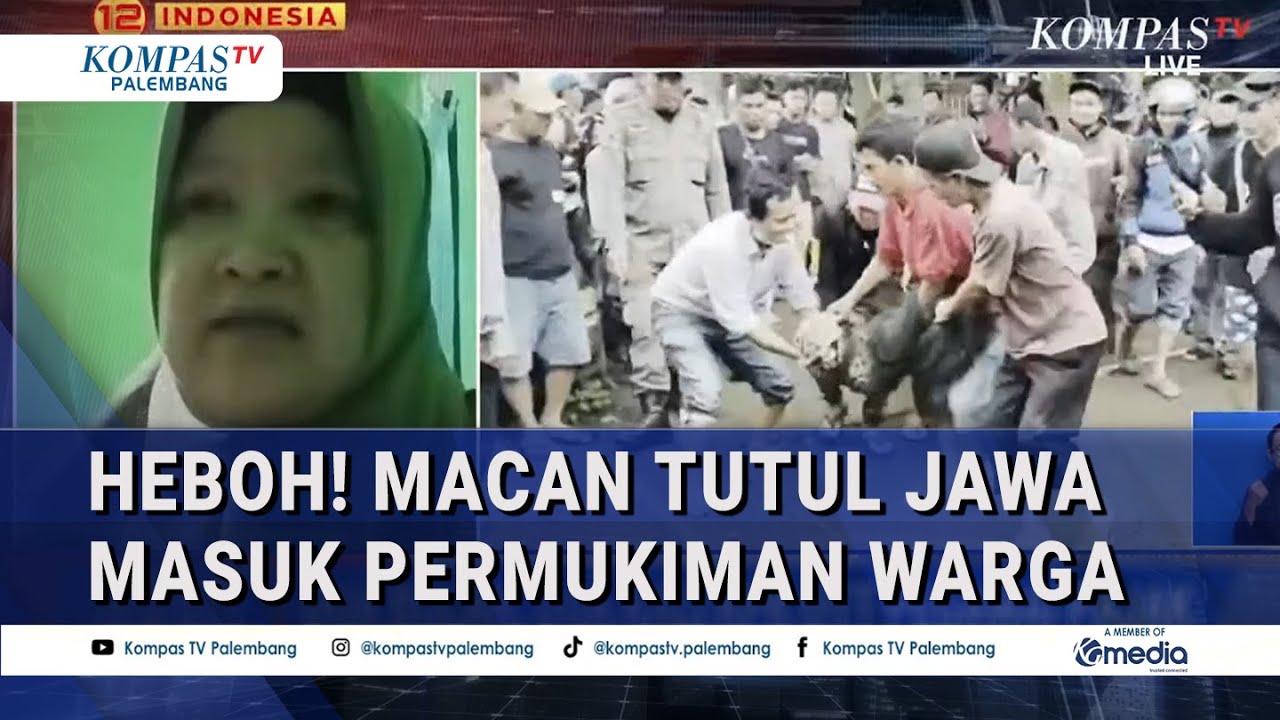BBKSDA Jawa Barat Ungkap Kondisi Terkini Macan Tutul Jawa yang Ditangkap usai Masuk Permukiman