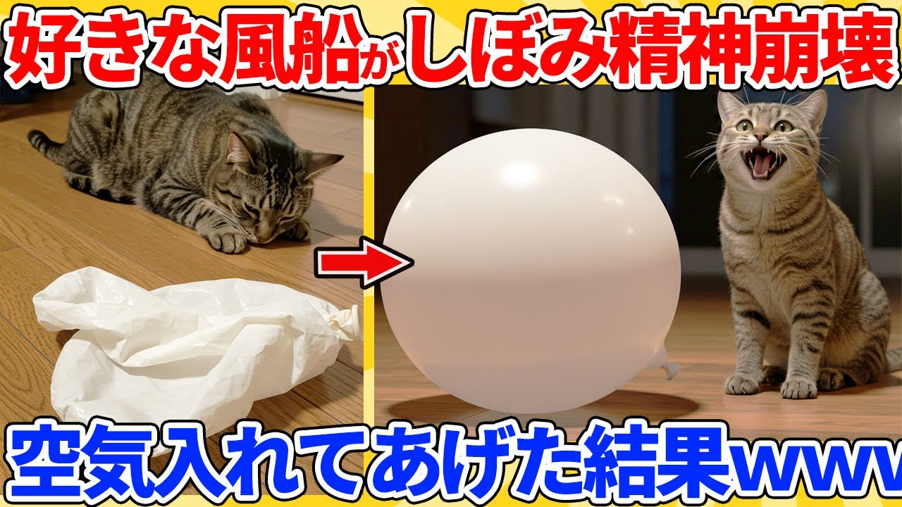 【2ch動物スレ】毎日遊んでた風船がしぼんで猫が精神崩壊→空気入れてあげた結果ｗｗｗｗｗ