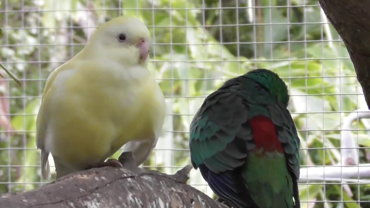 Meet our Red Rump Parrots