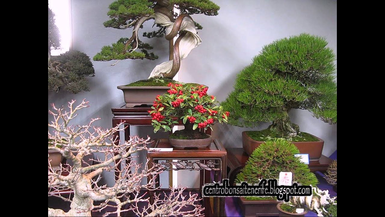kokufu Bonsai Ten Market 2015 part 1, By Jose Acuña, Centro Bonsai Tenerife