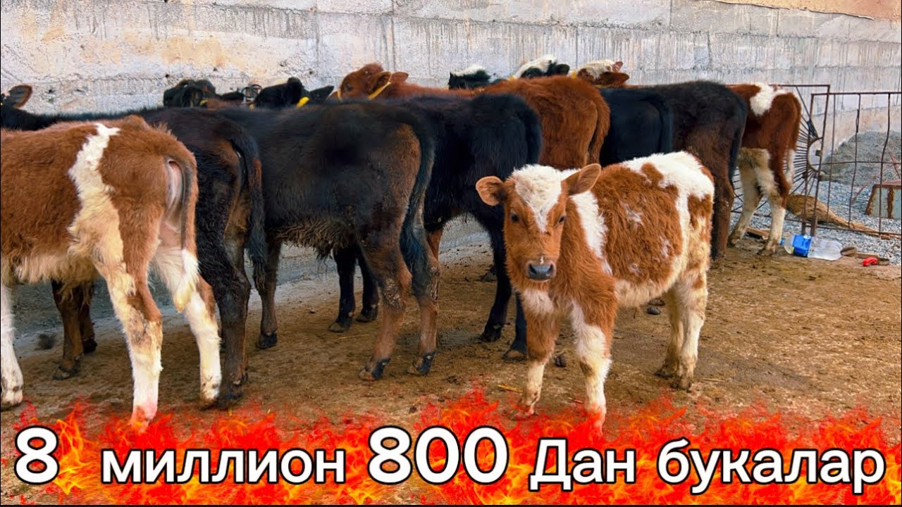 +998938628787 Кучкор урнига бука  олинг битта камди котаради 100% нархлар синди 2026.02.22