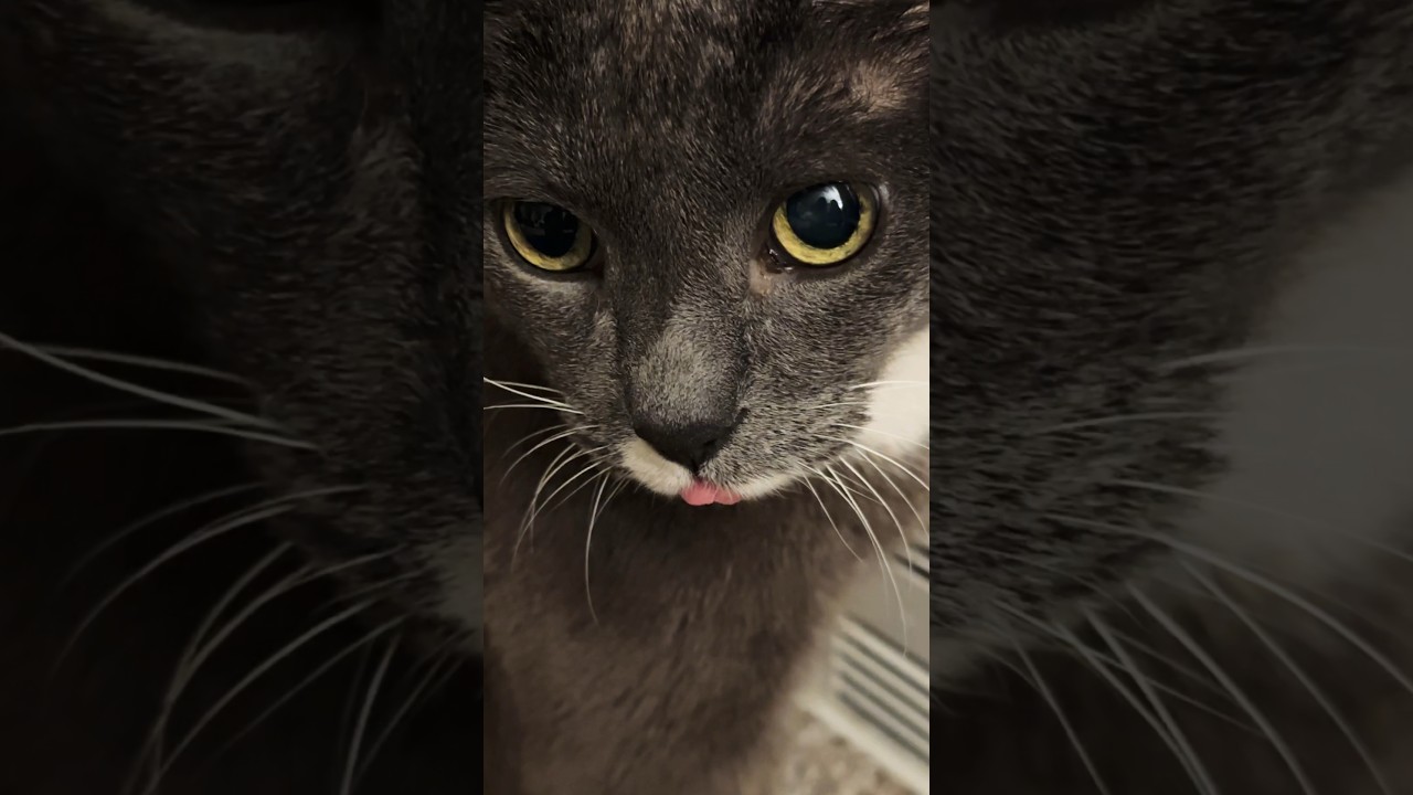 #blep #cat #catshorts #shorts