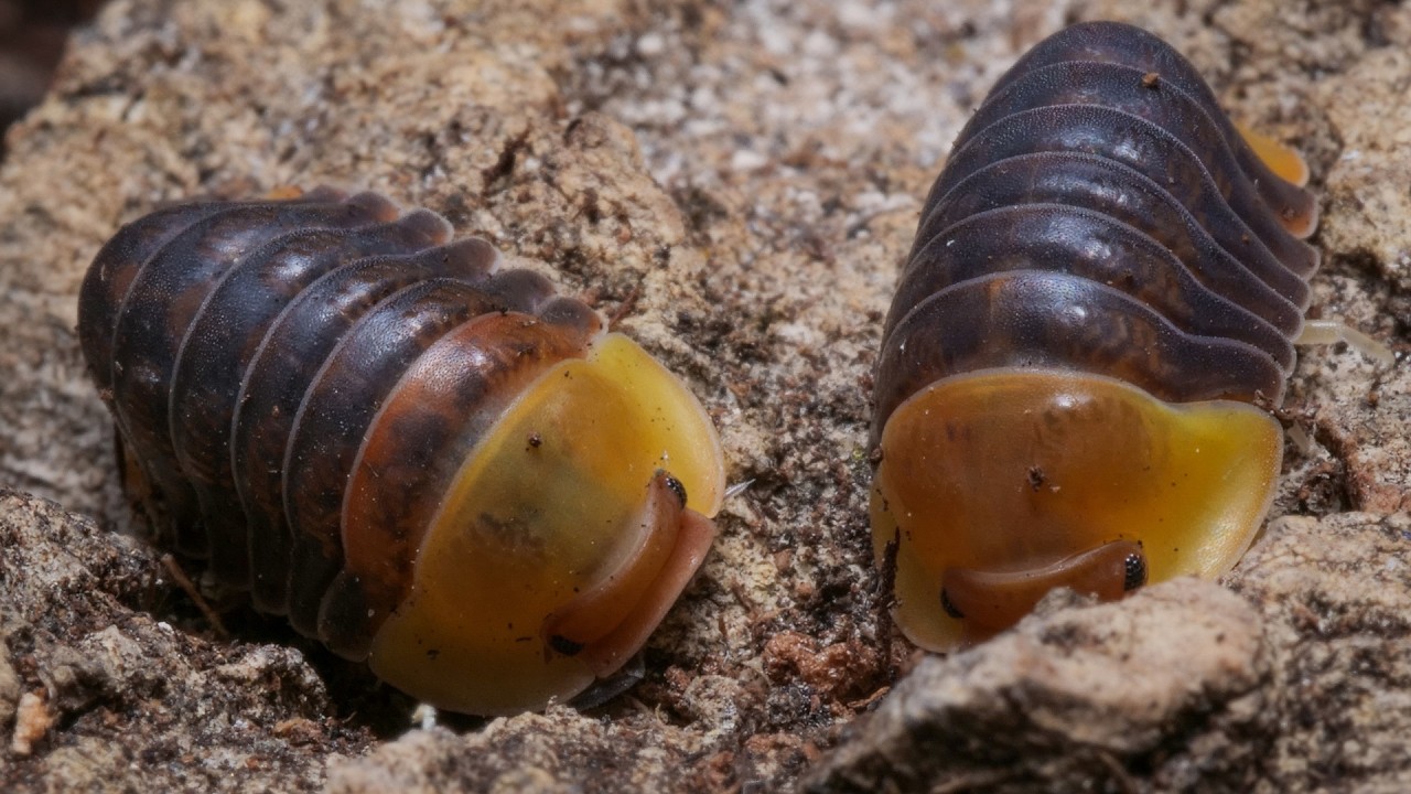 VERY RARE! Exploring the World of Rubber Ducky Isopods - Cubaris sp