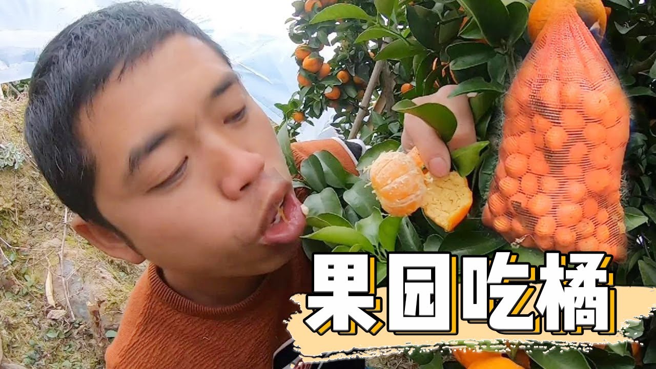 老罗到老表果园买橘子，张着大口吃遍果园，实在太过瘾了【侗家老罗】