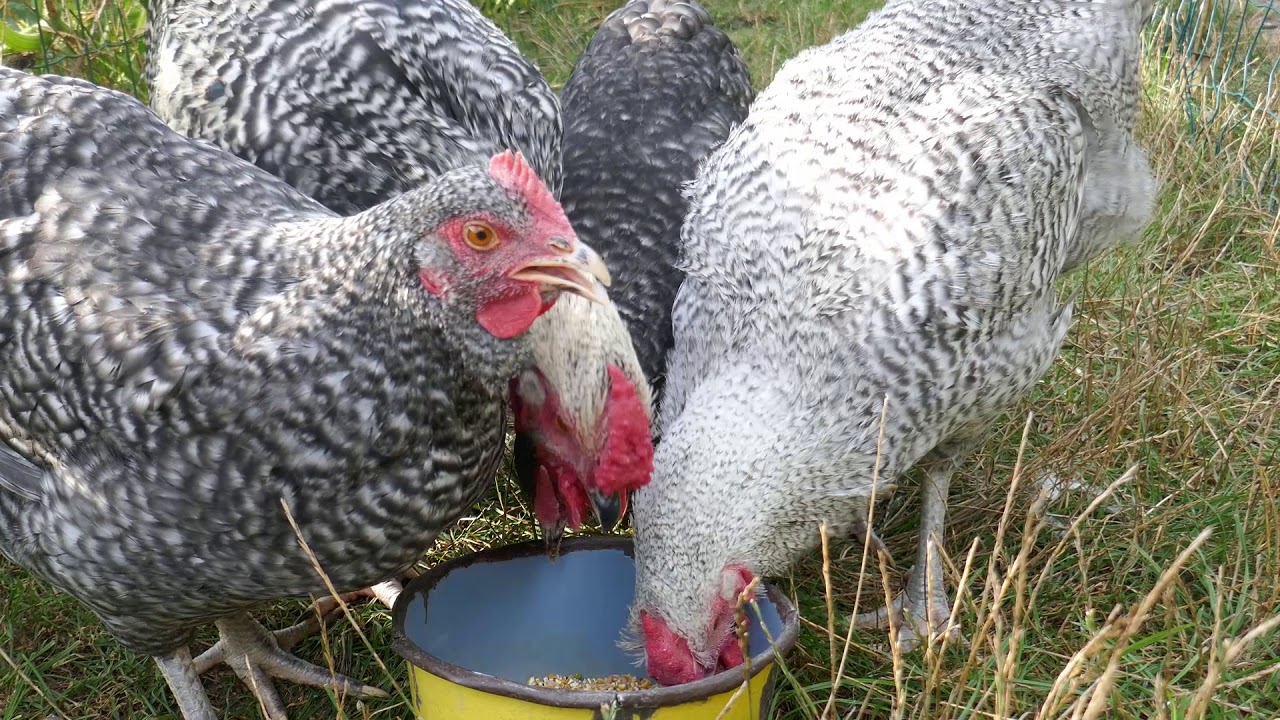 Clarhoen, My BARRED Crossbred chickens 2019
