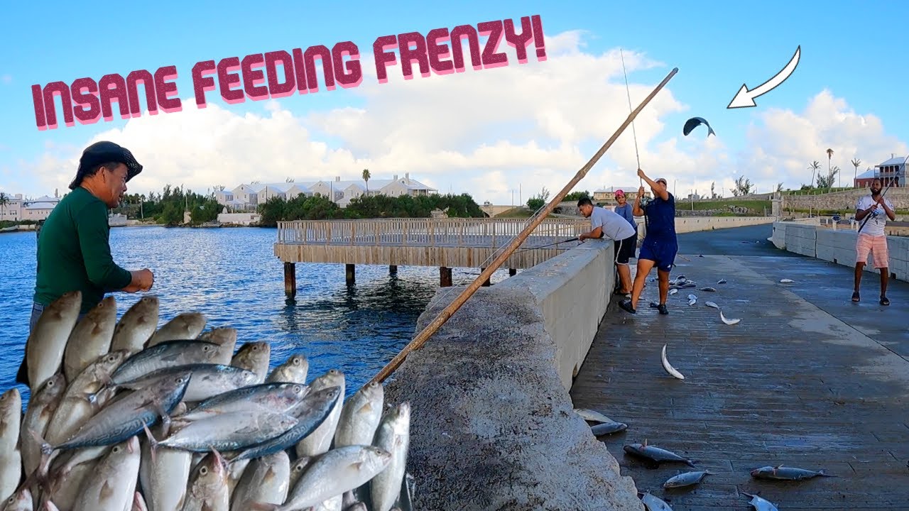 INSANE Amber Jack FEEDING FRENZY! **Uncut** | Dockyard, Bermuda