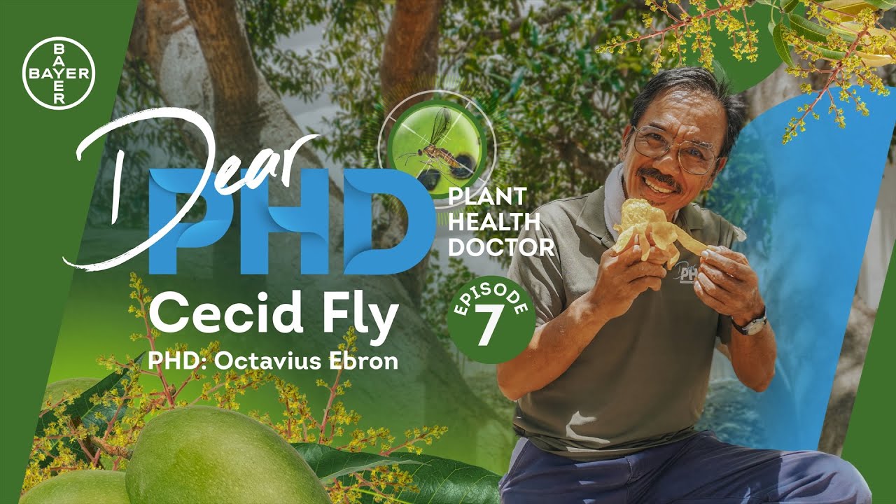 Dear PHD Ep. 7 | Mango Series Part 1 (Cecid Fly)