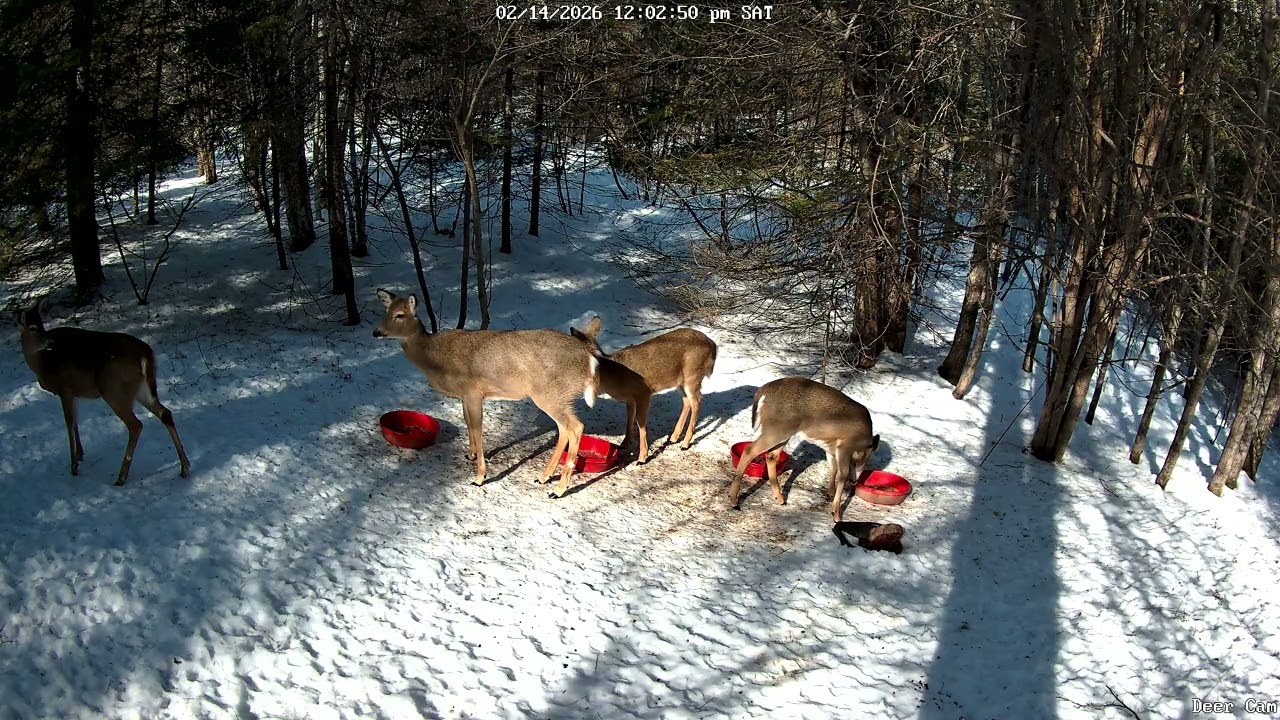 Deer 2-14-2026 11:52 AM